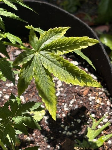 Rc Exotics — vegetative, day 42