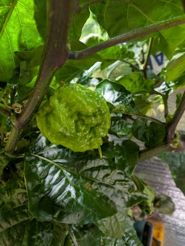 See what grows — vegetative, day 154