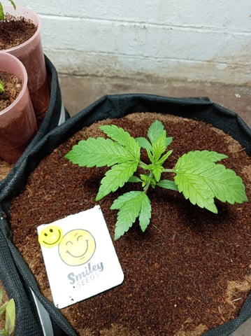 Strawberry Banana Auto  — vegetative, day 48