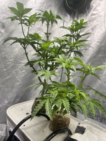 Humboldt Chicken N Wafflez — flower, day 45