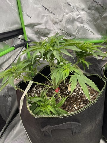 Phx_Freedom — vegetative, day 20