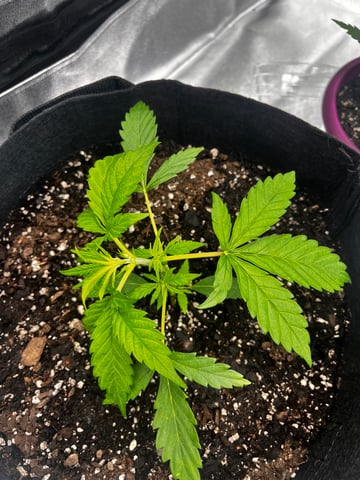 c — vegetative, day 1