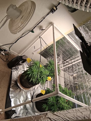 Seedman mix auto & seedman mix auto & GodFather OG — auto, day 53