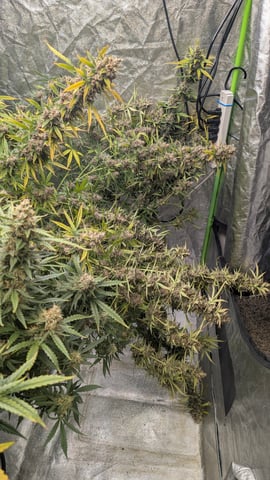 Strawberry Cheesecake Seedsman Seeds Autoflowers x2 — flower, day 94