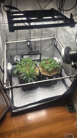 lilac diesel Rbx2 — vegetative, day 51