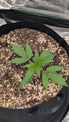 Mixed Grow — grow_setup, day 24