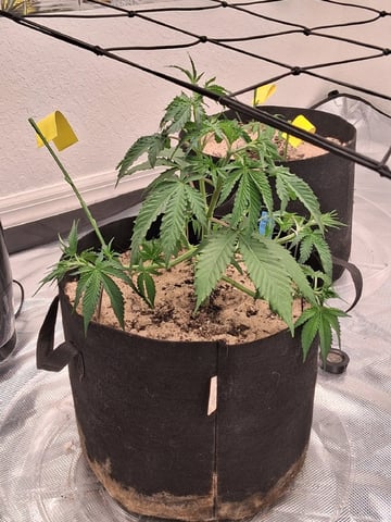 Seedman mix auto & seedman mix auto & GodFather OG — vegetative, day 32