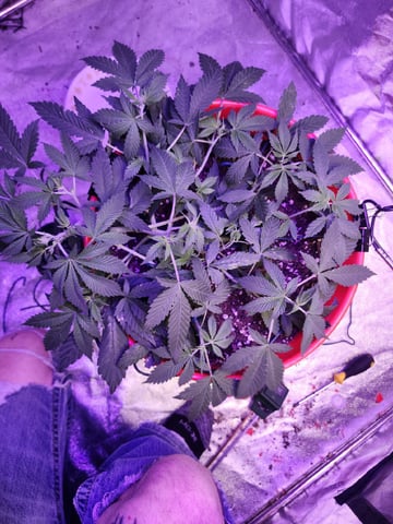 White Widow XXL Autoflower  — flower, day 2