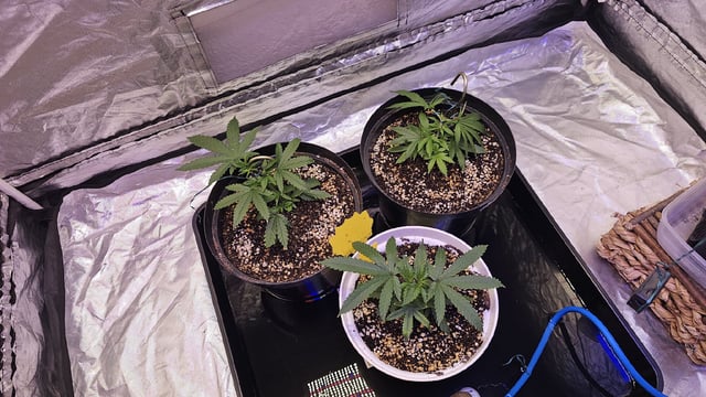 Amnesia Haze Run — vegetative, day 18
