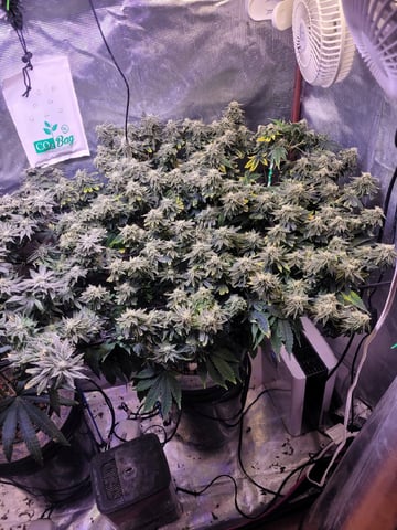 4th Grow — flower, day 6