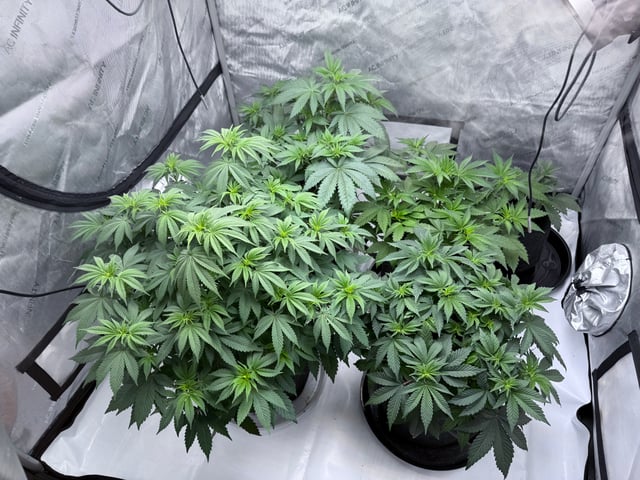 boom420 — vegetative, day 20
