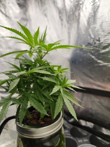 First Organic Hydro Grow. — vegetative, day 36