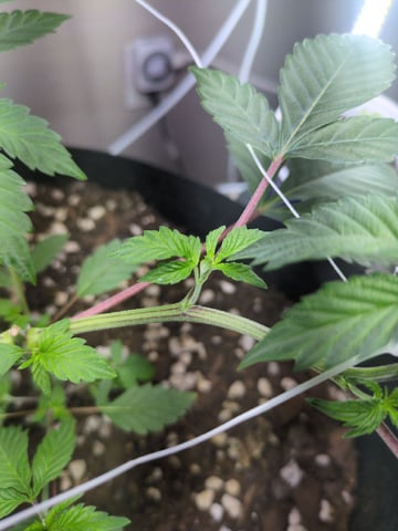 Audrey III — vegetative, day 60