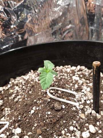 1st Grow - ROYAL MOBY (indoor)(photop.) — seedling_rooting, day 8
