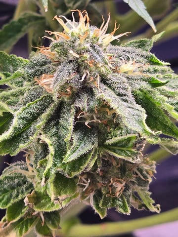 Northern lights #10 (Alaska) — flower, day 71