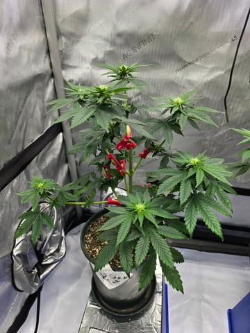 Homegrown - 🍒 🥧 & GSC Auto, 🚀 Seeds 🍌 Buttercups  — flower, day 46