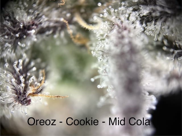 First Grow (Hydro) — flower, day 142