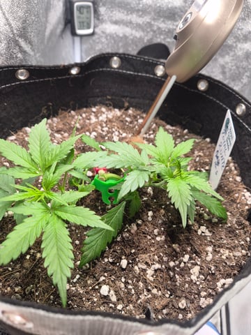 I'll get it right — vegetative, day 35