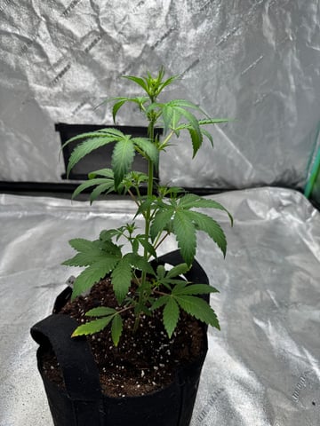 white runtz auto flower — vegetative, day 31