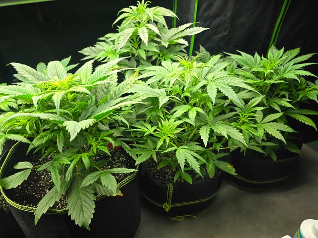 2nd Autoflower Indoor Grow — vegetative, day 31