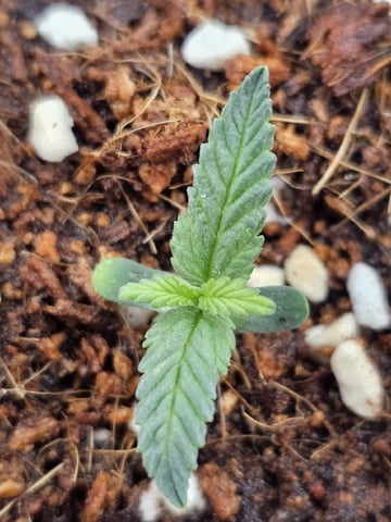 Bruce Banner — seedling_rooting, day 99