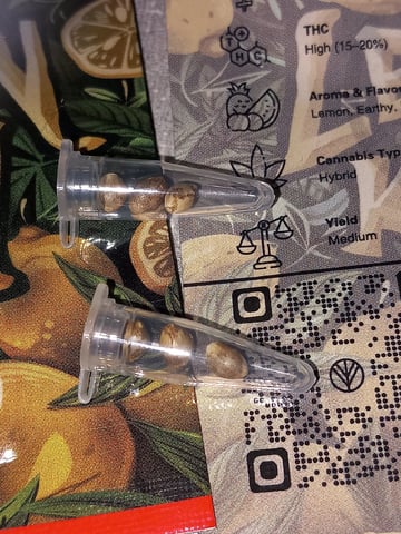 9x Bubba Kush Fem. — germination, day 9