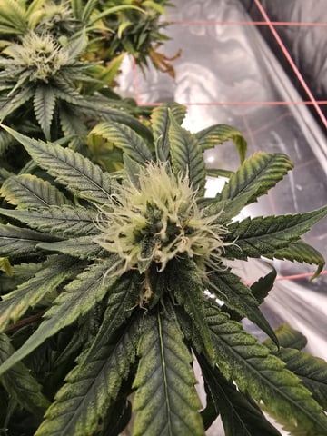 Platnium Jelly — flower, day 99