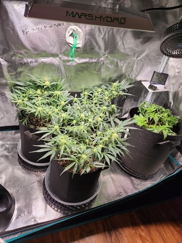Autoflower grow. my first grow  — flower, day 44