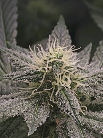 Dirty Bird - Thousand Island Fem & Platinum Kush Breath Remix x Grape Cakehead Fem Photo  — flower, day 89