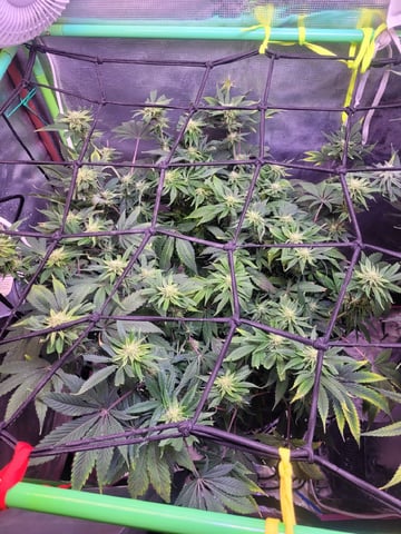 6th Grow — flower, day 68