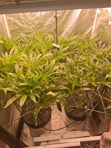 Blueberry OG Kush — flower, day 3