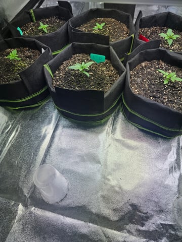 2nd Autoflower Indoor Grow — vegetative, day 13