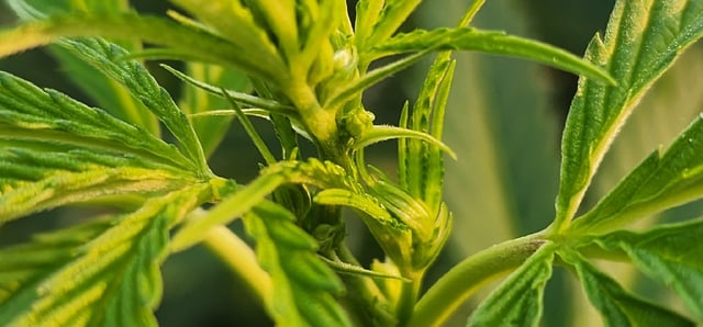 Outdoor 2026 — vegetative, day 50