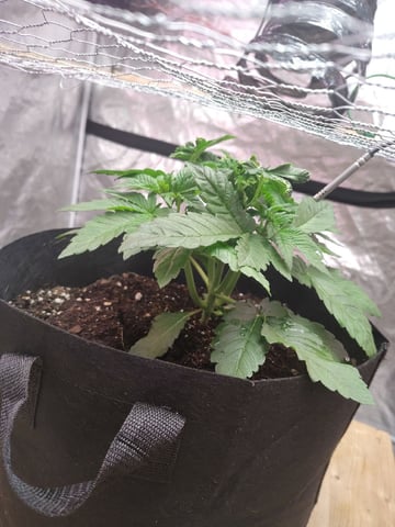 Maui wowie  — vegetative, day 36