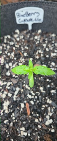 DeathStar, Grease Monkey, Goat Latto, Northern Lights — vegetative, day 32