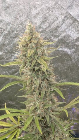 Perpetual Autoflower Mixed Grow #3 — flower, day 81