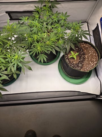 GDP auto 3X5 tent — flower, day 53