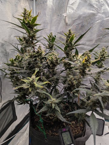 Fastbudz Payaya Cookies — flower, day 59