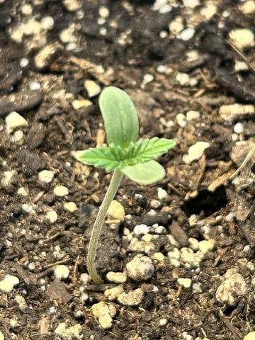 Season 2 — seedling_rooting, day 10