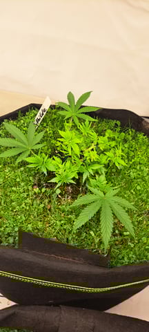 First Grow with the new setup  — vegetative, day 35