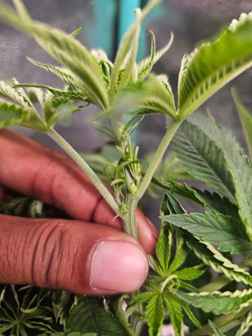 first grow — flower, day 63