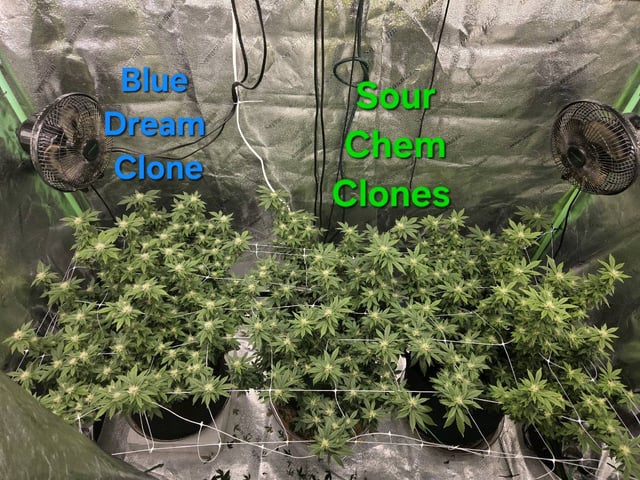 new bee's  — flower, day 111