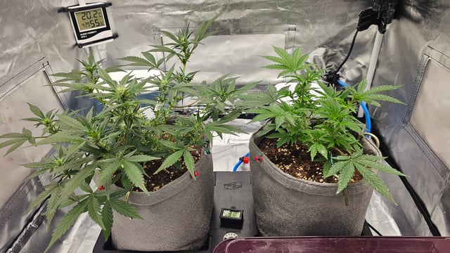Jelousy Fast(Photo) & Ultra Voilet (Auto) — vegetative, day 2