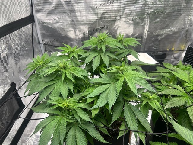 2025-26 harvest INDOOR — flower, day 85