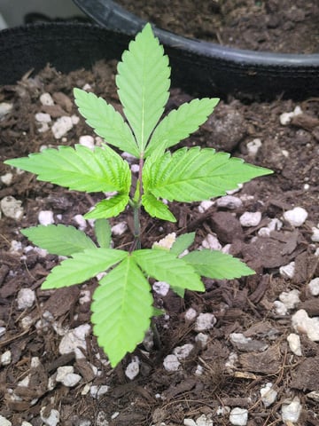 Audrey III — vegetative, day 42