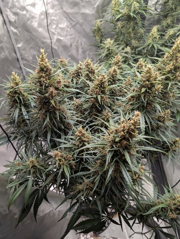 flipped to flower — flower, day 36