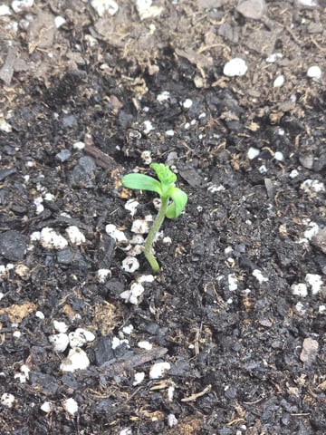 3rd Auto Grow — seedling_rooting, day 25