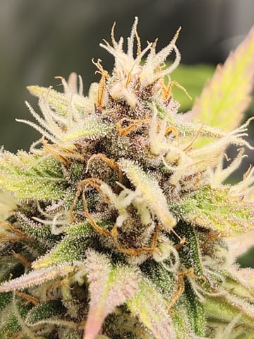 Another round of Mephisto Genetics from Schoolyard Crush and Do-si-delirium drops. — flower, day 54