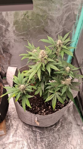 Lemon Cherry Cookies, Purple Haze and Strawberry Gorilla Grows — grow_setup, day 3