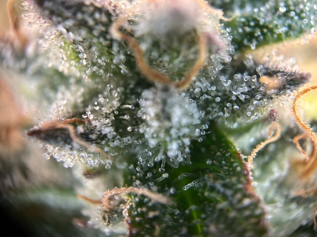 2025-26 harvest INDOOR — flower, day 140